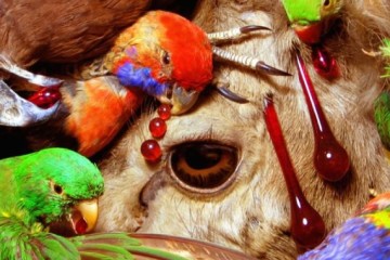 Animal art by Angela Singer