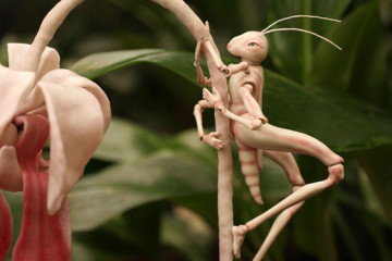“Winter in the Rainforest” short film by Anu-Laura Tuttelberg