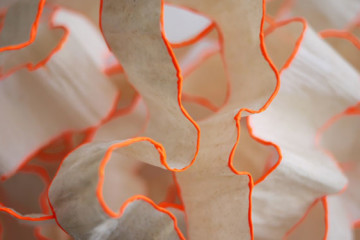 Mary Button Durell: paper and light