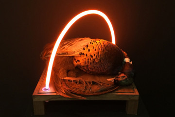 Harriet Horton: taxidermy and neon light