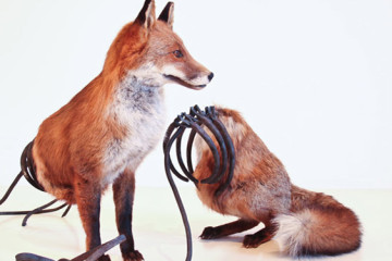 Powerful taxidermy by Idiots
